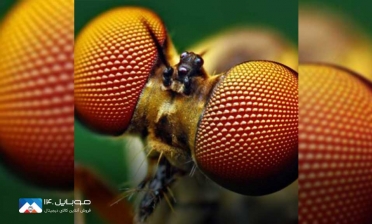 حشرات به دنیای دوربین سه‌ بعدی وارد می‌شوند